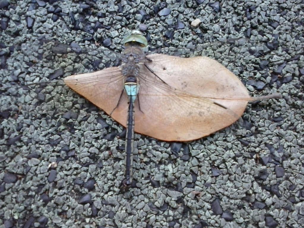 libellula da identificare